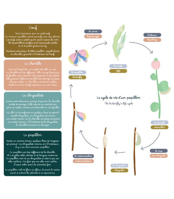 JEU MAGNETIQUE - LE CYCLE DU PAPILLON