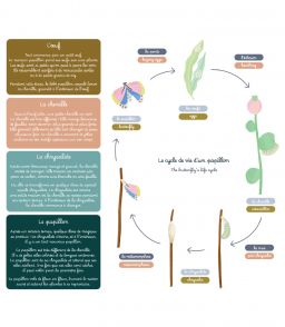 JEU MAGNETIQUE - LE CYCLE DU PAPILLON