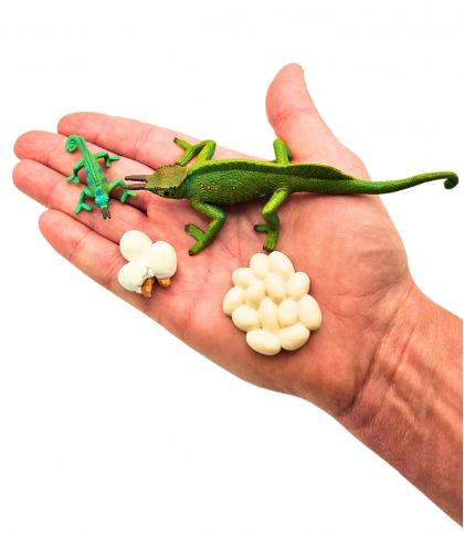 FIGURINES CYCLE DE VIE DU CAMELEON