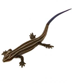 FIGURINES CYCLE DE VIE DU LEZARD