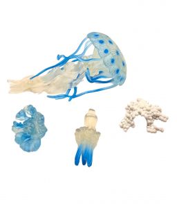 FIGURINES CYCLE DE VIE DE LA MEDUSE