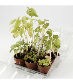 LOT DE 6 SERRES PLASTIQUE POUR GERMINATION