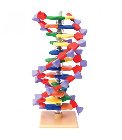 MODELE MOLECULAIRE ADN 22 PAIRES DE BASES