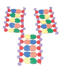 MODELE MOLECULAIRE ADN 22 PAIRES DE BASES
