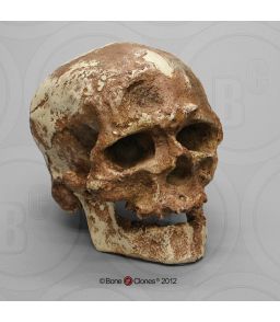 CRANE DE CRO-MAGNON 1 - AVEC MACHOIRE