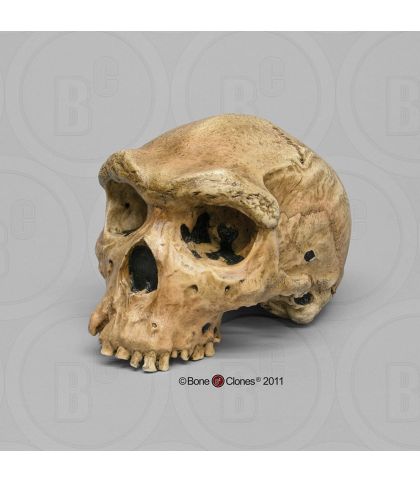 CRANE DE HOMO HEIDELBERGENSIS : BROKEN HILL