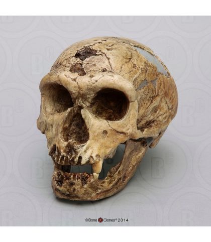 CRANE DE HOMO NEANDERTHALENSIS : LA CHAPELLE AUX SAINTS