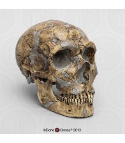 CRANE DE HOMO NEANDERTHALENSIS : SAWYER/MALEY