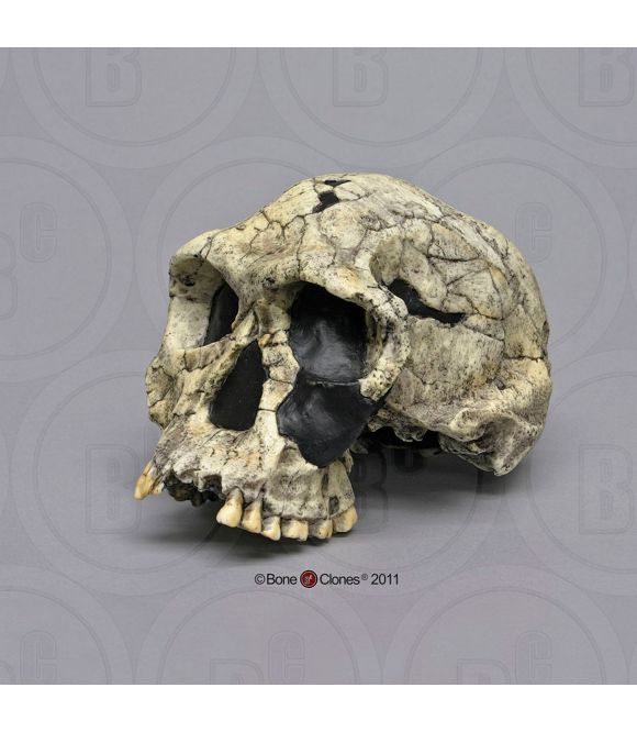 CRANE DE HOMO HABILIS : NKM ER 1813