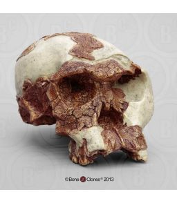 CRANE DE HOMO HABILIS : OH 24