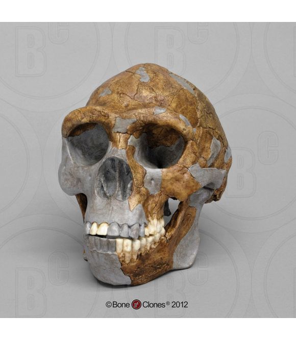 CRANE DE HOMO ERECTUS SINANTHROPUS PEKINENSIS