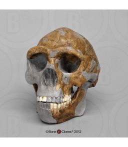 CRANE DE HOMO ERECTUS SINANTHROPUS PEKINENSIS