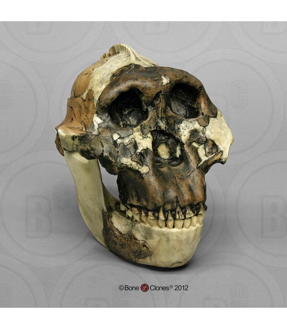 CRANE AUSTRALOPITHECUS BOISEI