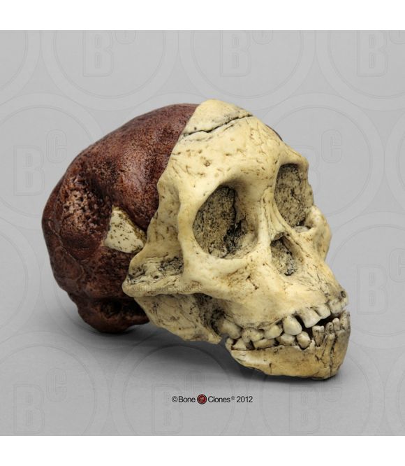 CRANE AUSTRALOPITHECUS AFRICANUS : ENFANT DE TAUNG