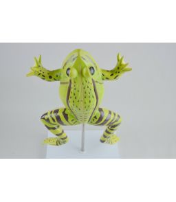 MODELE ANATOMIQUE DE GRENOUILLE