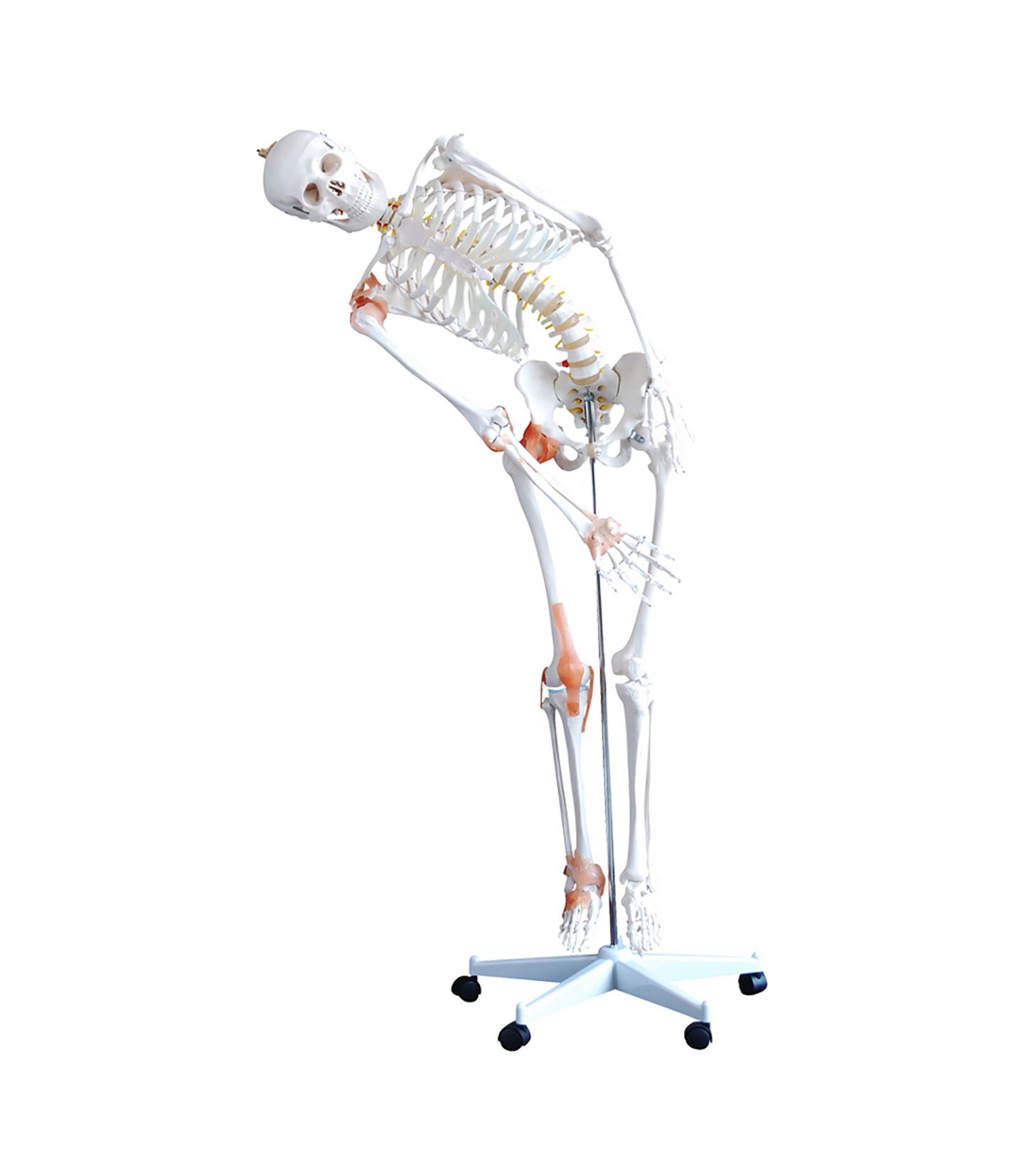 Squelette Anatomie, détaillé en grandeur nature, Les articulations