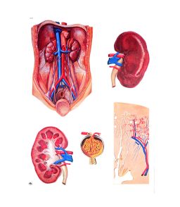 PLANCHE MURALE ANATOMIE  REIN 84X118CM