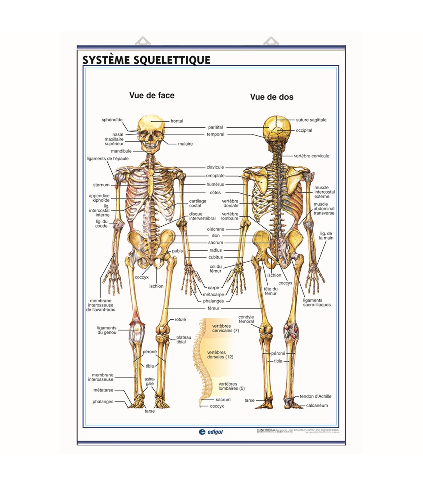 Planche Scolaire Murale- Anatomie- Squelette Humain- Bleu Canard Négatif-  40x40cm- Tableau Canvas