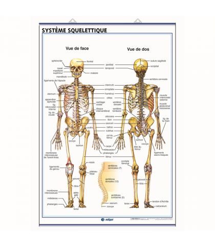 PLANCHE MURALE DU SYSTEME SQUELETTIQUE ET DU CRANE HUMAINS - 70X100CM