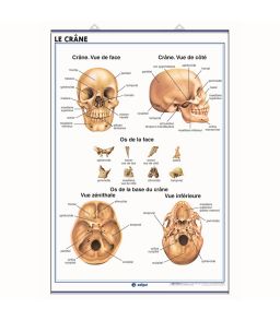 PLANCHE MURALE DU SYSTEME SQUELETTIQUE ET DU CRANE HUMAINS - 70X100CM