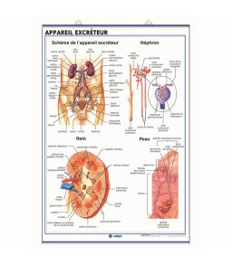 PLANCHE MURALE DE L'APPAREIL EXCRETEUR ET DE L'APPAREIL DIGESTIF HUMAINS - 70X100CM