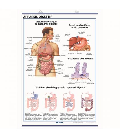 PLANCHE MURALE DE L'APPAREIL EXCRETEUR ET DE L'APPAREIL DIGESTIF HUMAINS - 70X100CM