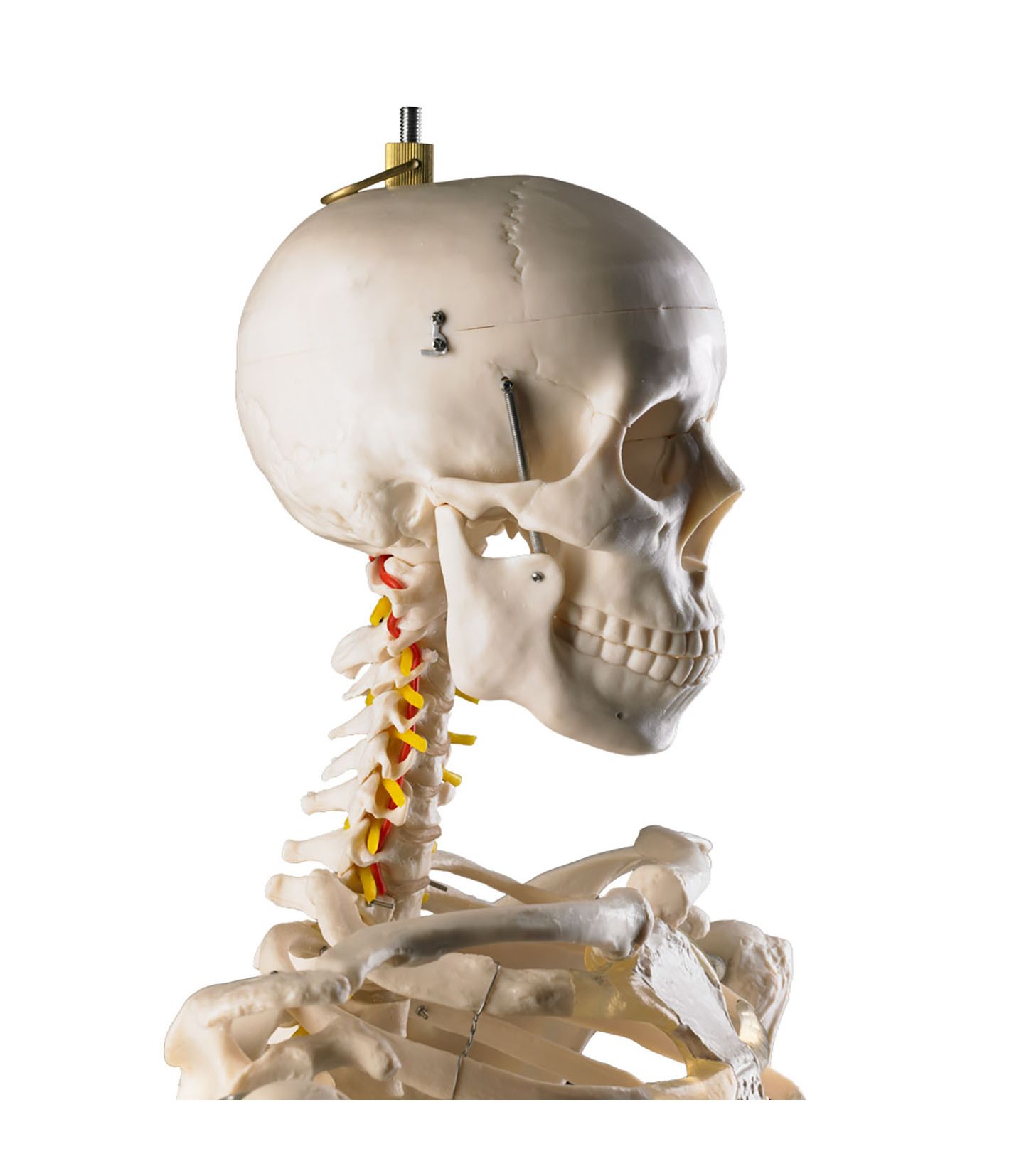 Squelette anatomique humain avec support à roulettes - 180cm - Squelettes  anatomiques - Robé vente matériel médical