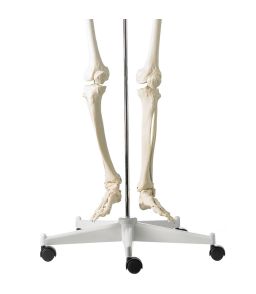 Squelette articulé