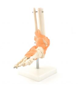 MODÈLE DE PIED AVEC LIGAMENTS