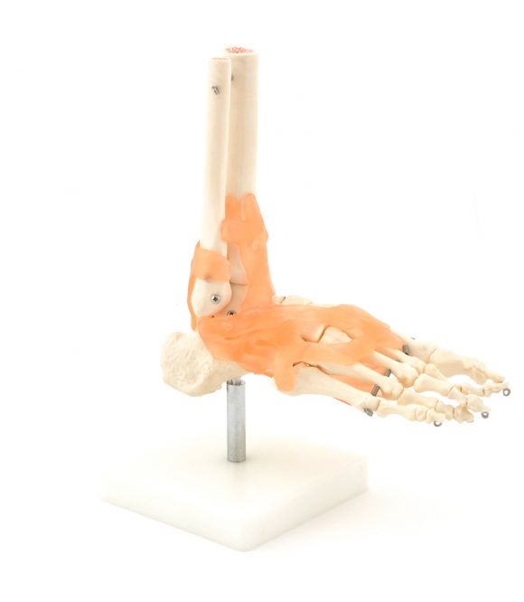 MODÈLE DE PIED AVEC LIGAMENTS