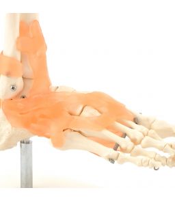 MODÈLE DE PIED AVEC LIGAMENTS