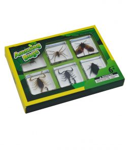 COFFRET INCLUSIONS LES ARTHROPODES