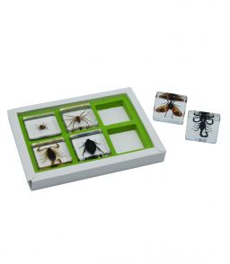 COFFRET INCLUSIONS LES ARTHROPODES