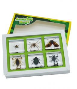 COFFRET INCLUSIONS LES ARTHROPODES