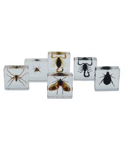 COFFRET INCLUSIONS LES ARTHROPODES