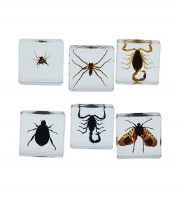 COFFRET INCLUSIONS LES ARTHROPODES