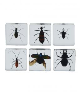 COFFRET INCLUSIONS LES INSECTES