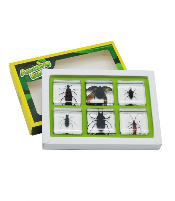 COFFRET INCLUSIONS LES INSECTES