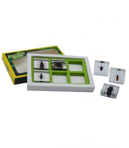 COFFRET INCLUSIONS LES INSECTES