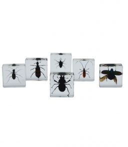 COFFRET INCLUSIONS LES INSECTES