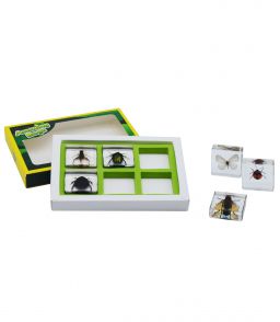 COFFRET INCLUSIONS LES COLEOPTERES