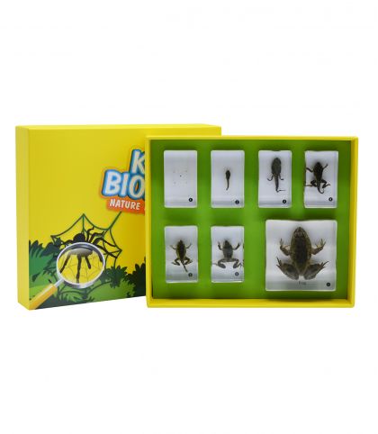 COFFRET CYCLE DE VIE DE LA GRENOUILLE