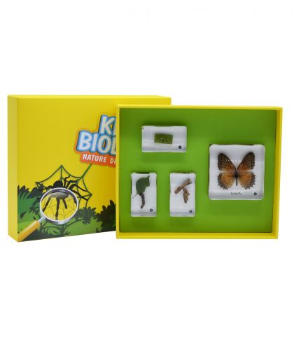 COFFRET CYCLE DE VIE DU PAPILLON