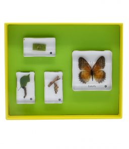 COFFRET CYCLE DE VIE DU PAPILLON