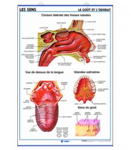 PLANCHE MURALE OUIE ET TOUCHER/GOUT ET ODORAT 70X100CM 