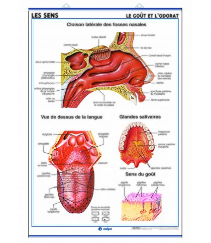 PLANCHE MURALE OUIE ET TOUCHER/GOUT ET ODORAT 70X100CM 