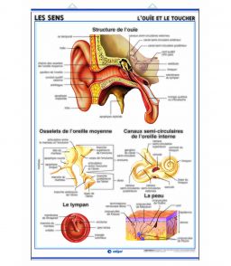 PLANCHE MURALE OUIE ET TOUCHER/GOUT ET ODORAT 70X100CM 