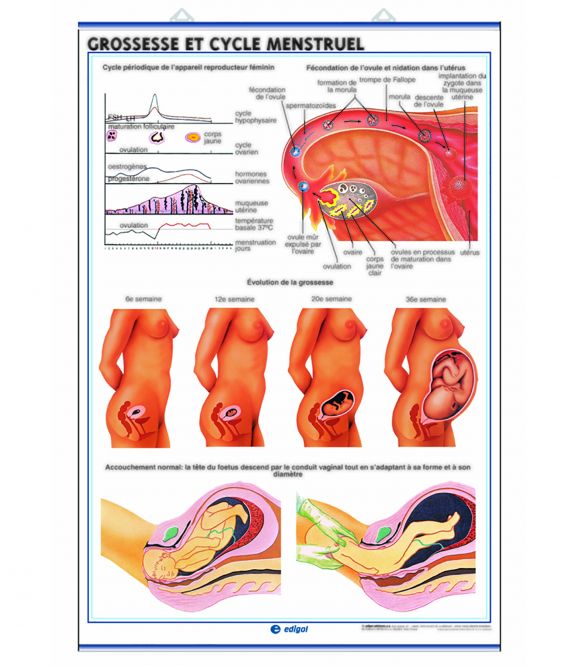 PLANCHE MURALE APPAREIL REPRODUCTEUR / GROSSESSE & CYCLE MENSTRUEL 70X100CM 