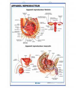 PLANCHE MURALE APPAREIL REPRODUCTEUR / GROSSESSE & CYCLE MENSTRUEL 70X100CM 