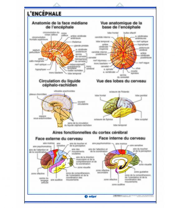 PLANCHE MURALE SYSTEME NERVEUX 70X100CM 